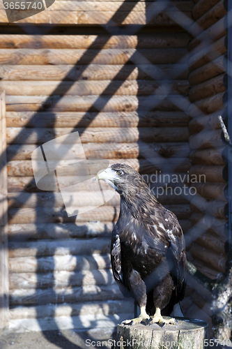 Image of Eagle at the zoo  