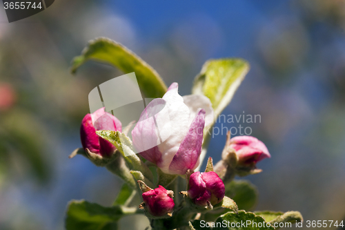 Image of cherry blossoms  . spring  