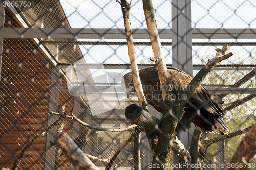 Image of Eagle at the zoo  