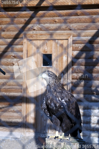 Image of Eagle at the zoo  