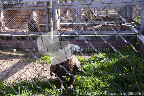 Image of Eagle at the zoo  