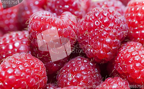 Image of red raspberry   close-up  