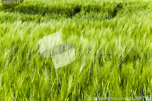 Image of Green barley . close up