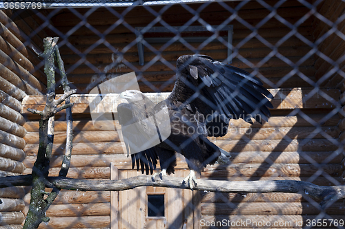 Image of Eagle at the zoo  