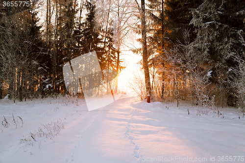 Image of trees in winter 