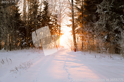 Image of trees in winter 