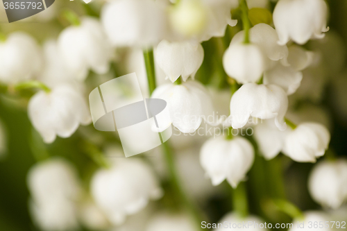Image of Flower lily of the valley  