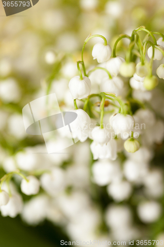 Image of lilies of the valley 