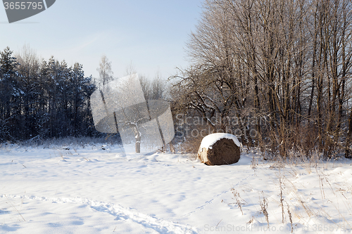 Image of trees in winter 