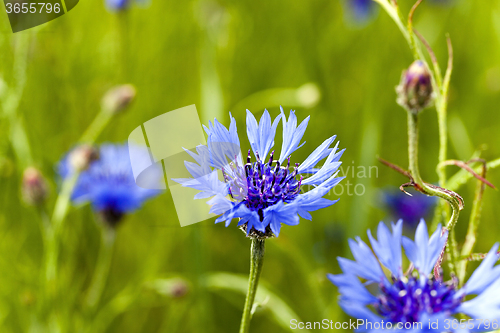 Image of cornflowers on the field  