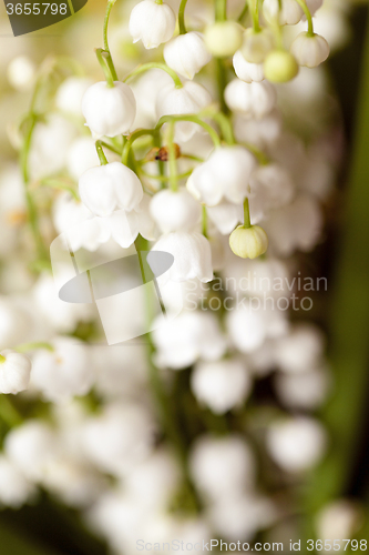 Image of lilies of the valley 