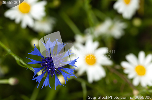 Image of cornflowers on the field  