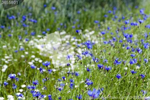 Image of chamomile with cornflowers  