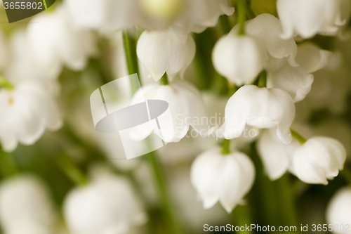 Image of lilies of the valley 