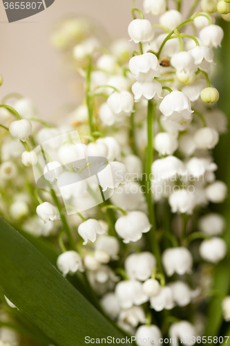 Image of Flower lily of the valley  