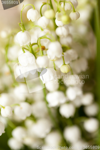 Image of Flower lily of the valley  