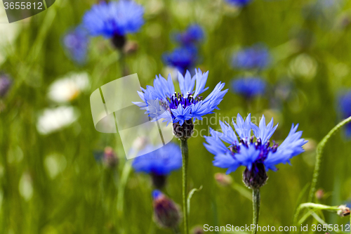 Image of blue cornflower  . spring