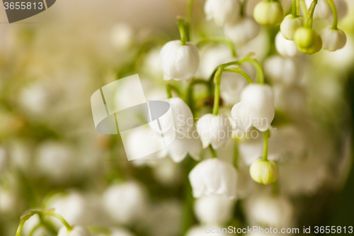 Image of Flower lily of the valley  