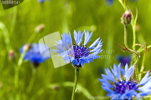 Image of blue cornflower  . spring