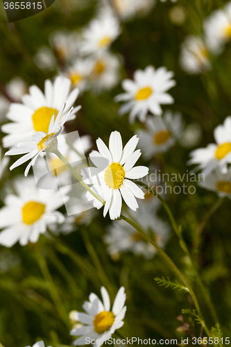 Image of white daisy . close-up  
