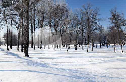 Image of trees in winter  