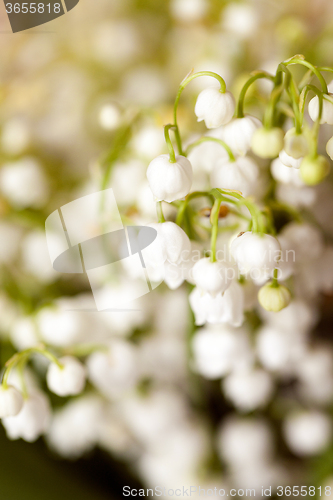 Image of Flower lily of the valley  