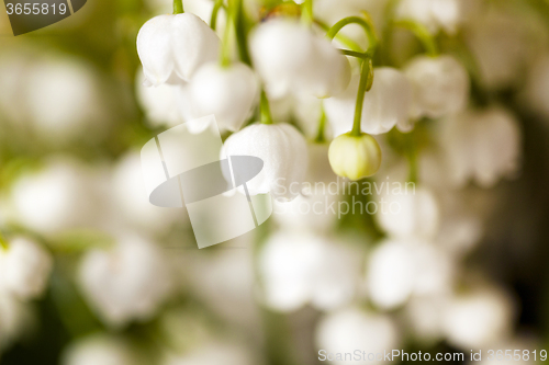 Image of Flower lily of the valley  