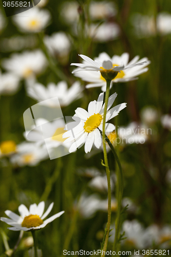 Image of white daisy   close-up  