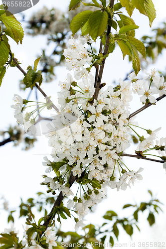 Image of cherry blossom  . spring  