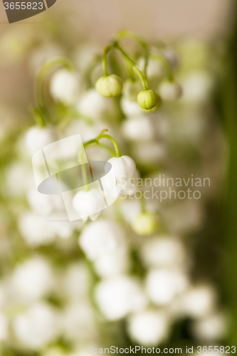 Image of lilies of the valley 