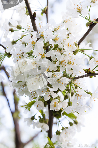 Image of cherry blossom  . spring  