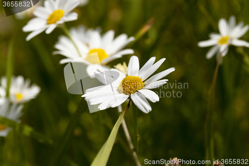 Image of white daisy. spring