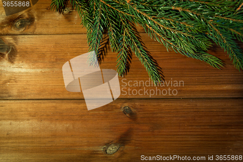 Image of natural green fir branch on blank wooden board