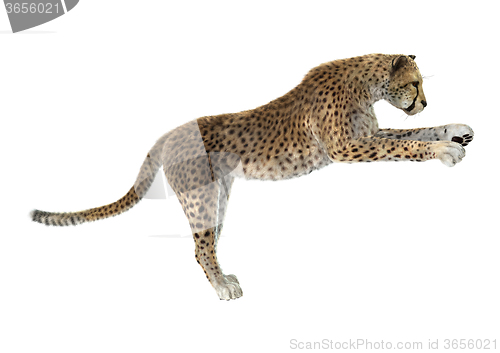 Image of Big Cat Cheetah