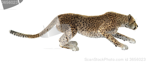 Image of Big Cat Cheetah