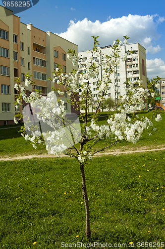 Image of cherry blossom tree  