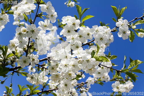 Image of cherry blossoms . spring  