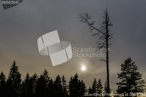 Image of Snag tree in a dark forest