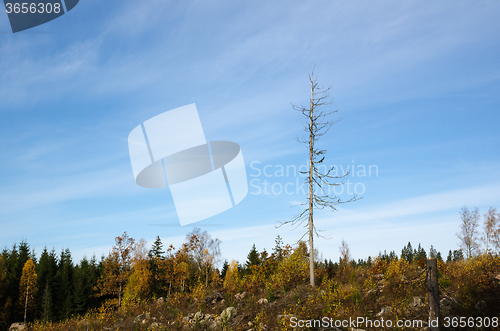 Image of Single dead tree