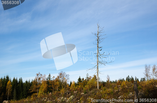 Image of Single dead tree