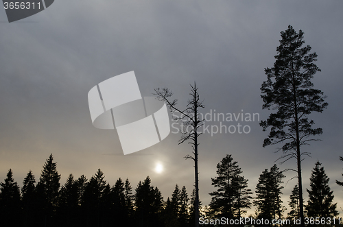 Image of Mystique forest silhouettes