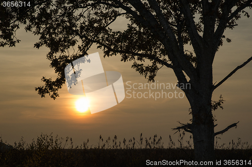 Image of Lonely tree at sunset