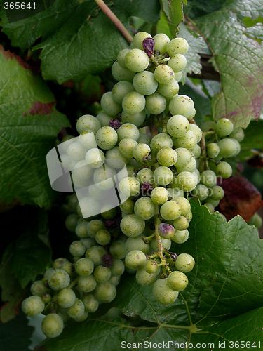 Image of grapes