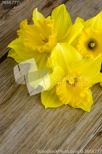 Image of Jonquil flowers