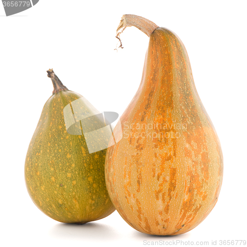 Image of Pumpkins