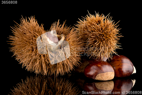 Image of Chestnuts on a black reflective background