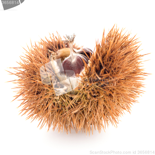 Image of Chestnuts with shell 