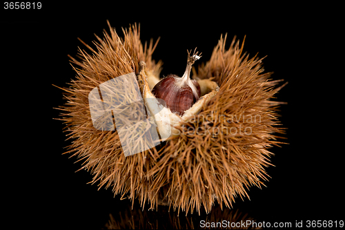 Image of Chestnuts on a black reflective background