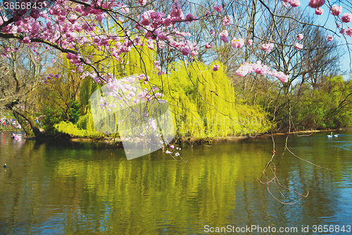 Image of in london   park the pink tree and blossom flowers natural