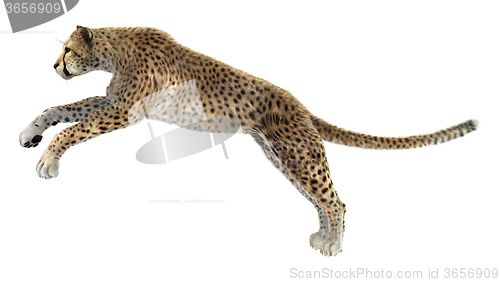 Image of Big Cat Cheetah